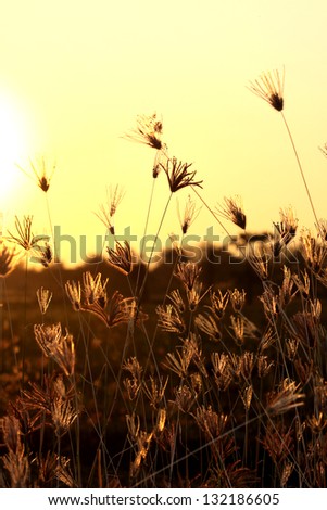 Grass flowers on sunset