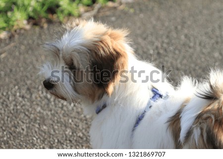 little dog waiting for his master no people stock photo