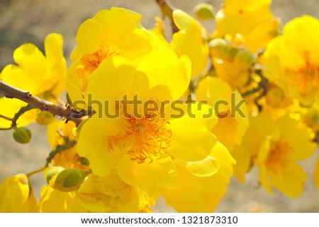 Beautiful Yellow flowers bunch on the tree, butter cup (Cochlospermum religiosum)