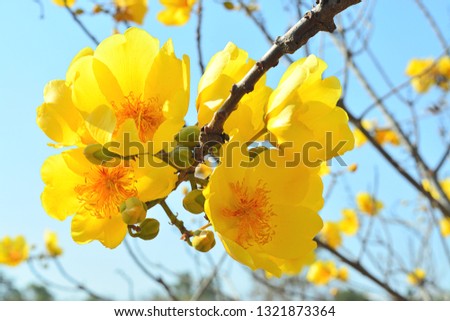 Beautiful Yellow flowers bunch on the tree, butter cup (Cochlospermum religiosum) Royalty-Free Stock Photo #1321873364