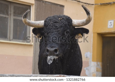 spanish bull portrait Royalty-Free Stock Photo #1321882766