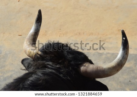Spanish bull with big horns Royalty-Free Stock Photo #1321884659