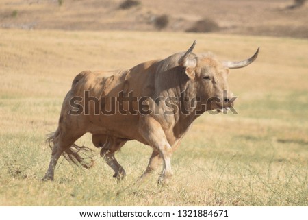 Spanish bull with big horns Royalty-Free Stock Photo #1321884671