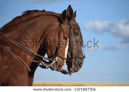 couple of horses in the field Royalty-Free Stock Photo #1321887506