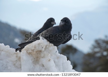 Large-billed Crow searching for food in snow at Himalayas