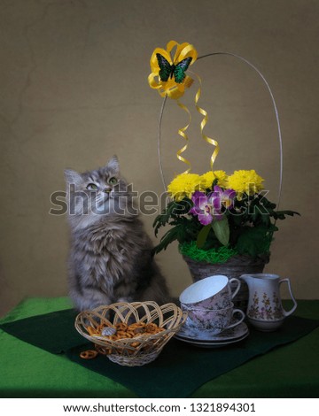 Still life with flowers basket and beautiful gray kitty