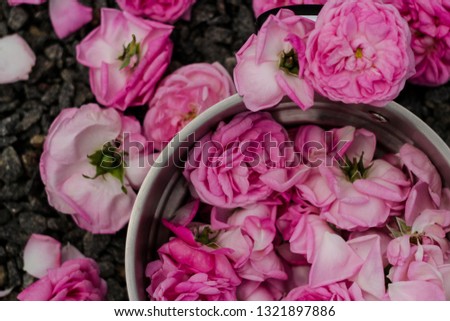 The heads of tea rose in metal pot on crushed stones
