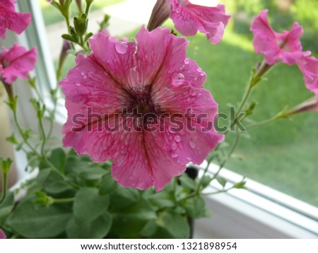 Petunia flower after a refreshing spraying.