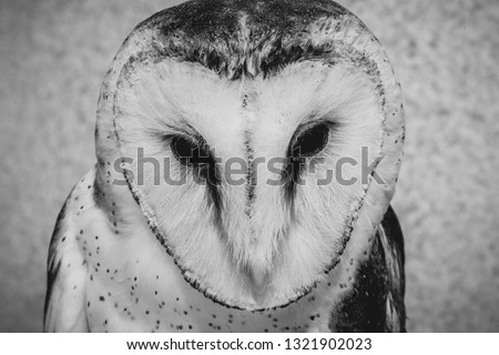 Photo of an owl in high resolution, face of a bird of prey. Owl with isolated background on white.