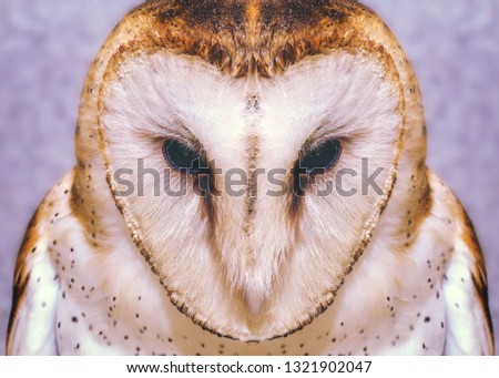 Photo of an owl in macro photography. Owl of the Towers (Tyto furcata or Tyto alba), the owl of the towers inhabits diverse places of the world. Face of an bird in high resolution.