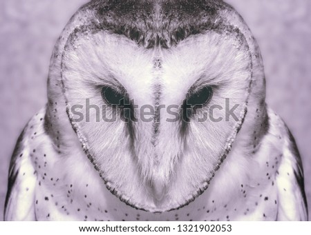 Photo black and white of an owl in macro photography. Owl of the Towers (Tyto furcata or Tyto alba), the owl of the towers inhabits diverse places of the world. Face of an bird in high resolution.