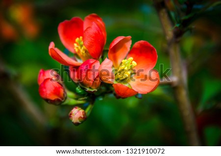 quince flowers at sunset