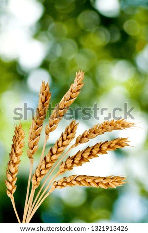 image of wheat ears on a green background