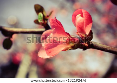 Vintage background of spring blossom of flowers Royalty-Free Stock Photo #132192476