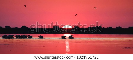 Pelicans in the Danube delta Romania. Pelicans silhouette at sunset in the Danube Delta Biosphere Reserve in Romania.
