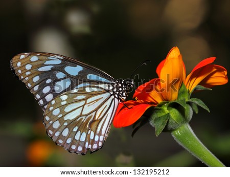  butterfly on flower, Thailand.