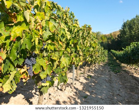 Vineyard in La Rioja, the largest wine producing region in Spain
