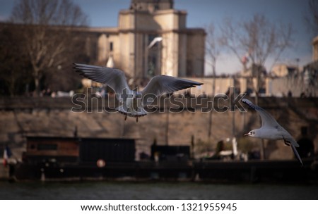 seagull flying over the seine river in paris
