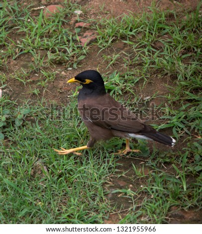 Ave Miná Común or Acridotheres Tristis of the Sturmidae family of Asia, walking on the lawn in India
