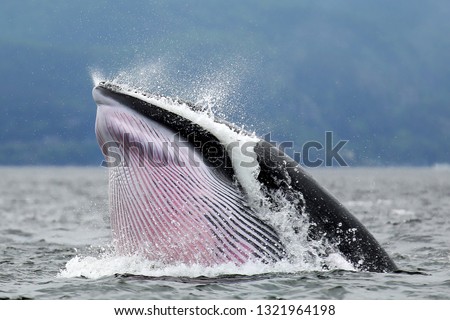 Minke whale photography at Tadoussac Québec Royalty-Free Stock Photo #1321964198