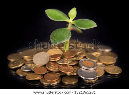 Young sprout from a pile of coins. Concept for investments.