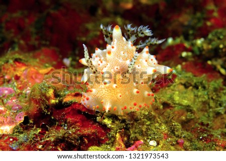 Colorful nudibrach (Halgerda batangas) on the reef. Underwater macro photography from the scuba diving with ocean orange yellow slug. Aquatic wildlife picture. Animal in the sea.