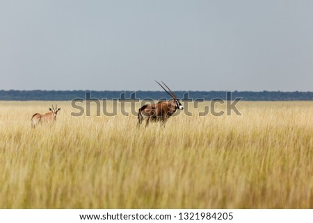 Orx antelope standing in grasslands in Africa