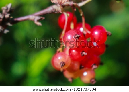 The colors of summer. Red currant