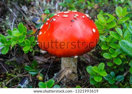 Red fly agaric in moss