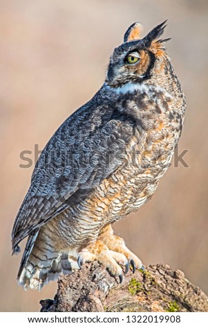 Up close photo of a magnificent great horned owl, also called a hoot owl, and often referred to as wise.  