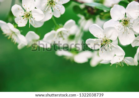 Blossoming of cherry flowers in spring time with green leaves, macro, frame