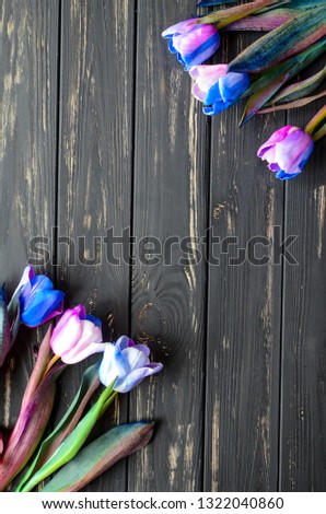Tulip flower on black wooden background. Spring floral background