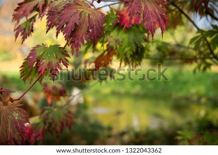 Autumn leaves near a pond