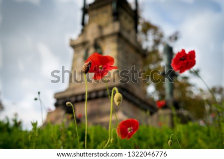 Poppy flower in front of a monument