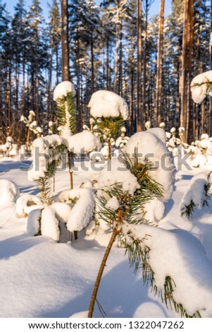 Closeup of Foliage in Forest in Sunny Winter, Abstract Background, Concept of Peace and Harmony in Countryside