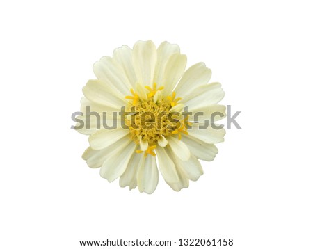 cream yellow flower isolated on white background with clipping path. Closeup. for design. daisy