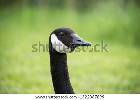 The head of a Canada goose looking at the camera