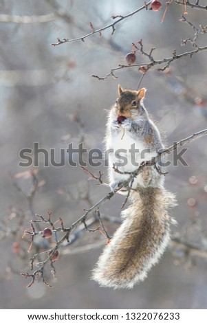 eastern gray squirrel feeding with Japanese flowering crabapple in winter
