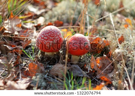 Group of two spotted red fly agaric mushrooms (Amanita muscaria L.) on blurred background of forest floor consisting of fallen leaves, twigs, dry grass, moss, lichen and berries in nice sunny day