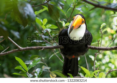 Toucan in nature