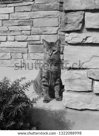  Tabby cat next to wall 
