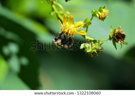 A closeup picture of a bumblebee gathers nectar from a yellow goats-beard wildflower in the Greenbrier area of the Smoky Mountains National Park, Tennessee.