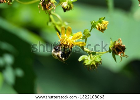 A closeup picture of a bumblebee gathers nectar from a yellow goats-beard wildflower in the Greenbrier area of the Smoky Mountains National Park, Tennessee.