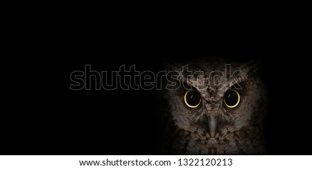Photo of owl in high quality, face of a beautiful owl. owl isolated on black background. Owl macabre, image for halloween