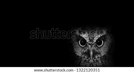 Photo of owl in high quality, face of a beautiful owl. owl isolated on black background. Owl macabre, image for halloween
