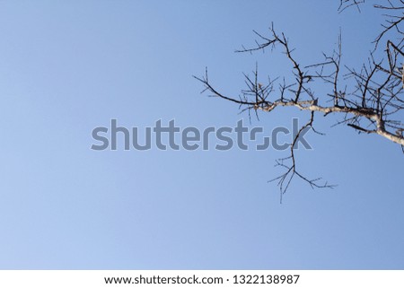 Bare tree branches on blue background