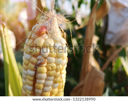 Larva of corn earworm, damage by biotic stress.