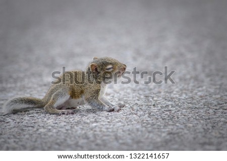 Young Baby Squirrel 