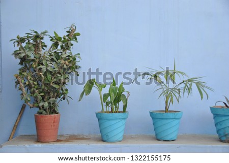 Plants against blue wall in Johdpur in India