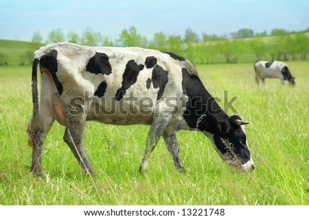 Cows in green field under blue sky